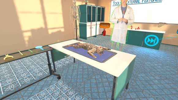 Feline Dissection